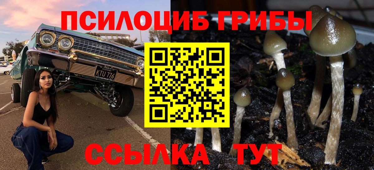 Псилоцибиновые грибы Psilocybine cubensis Волхов